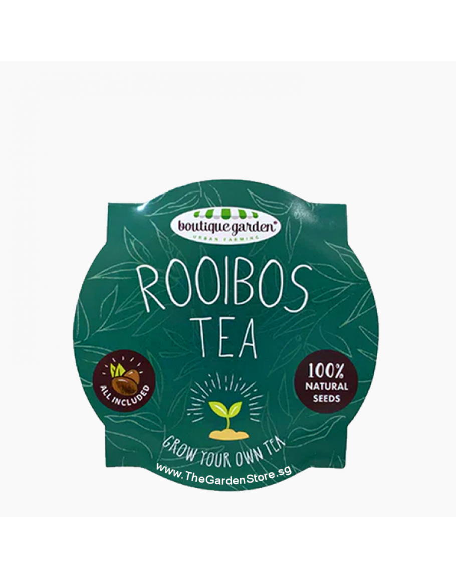 Grow Your Own Rooibos Tea